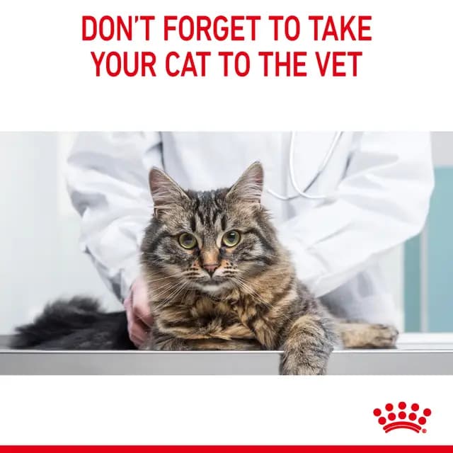 Royal Canin Hairball Care Adult Dry Cat Food view 5