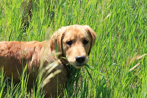 How to Adopt a Dog in Nepal: Complete Guide for First-Time Owners (2026)